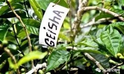 关于瑰夏Geisha的传奇背景
