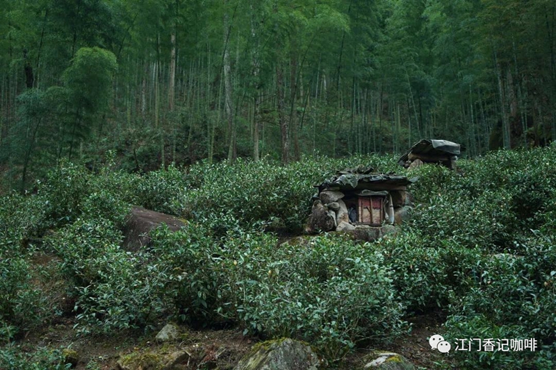 桐木关茶园